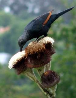 Red-winged Starling on Oldenburgia grandis